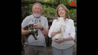 Purrrrfect playground for cat retirement