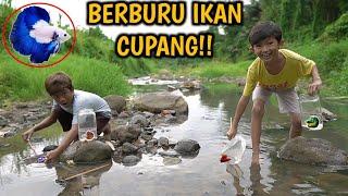 TANTANGAN BERBURU IKAN CUPANG DI PINGGIR KALI DAPET CUPANG BLUERIM PART3