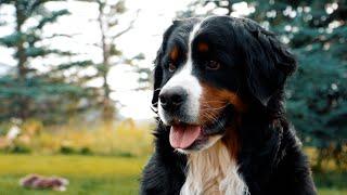 Life With 18 Bernese Mountain Dogs MEET OUR DOGS  Part 1