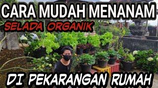 PETANI NGAWUR Tanam Sayur Selada Organik di Pekarangan Rumah