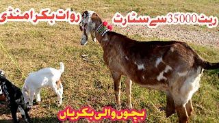 Today Rawat bakra mandi l update rate bakra & milking goat l