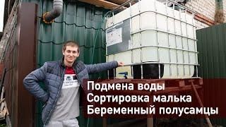 Подмена воды для АККР сортировка малька беременные полусамцы флорида