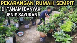 Cara Mudah Berkebun Banyak Jenis Sayuran Di Pekarangan yang Sempit Tomat Terong Kubis Selada dll