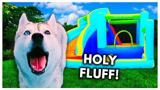 Surprising My Husky with a Bouncy House Pool Party for Her Birthday