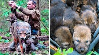 Man Saved this Wolf and her Cubs but 4 Years later THIS happens...