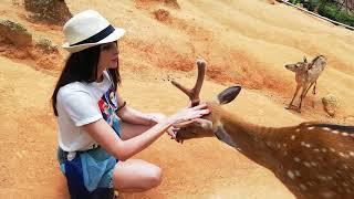 Deer Samui Paradise Park 2019 April