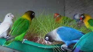 Lovebirds and Canary Grass