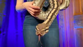 Meet Lilith our massive Mystic Ball Python  Butterfrog Farms #3