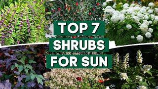 7 Best Shrubs for Full Sun ️  Low Maintenance Shrubs  PlantDo Home & Garden 