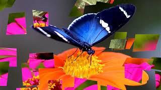 Colorful Butterflies & Beautiful flowers HD1080p