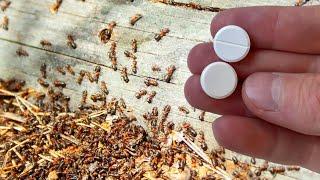 How To Quickly Get Rid Of Ants And Aphids Forever 100% Effective +10 Recipes