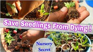 How To Save Seedlings After Buying From Nursery