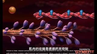 影片翻譯 肌肉收縮的機制 Mechanism of muscle contraction