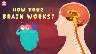How Your Brain Works? - The Dr. Binocs Show  Best Learning Videos For Kids  Peekaboo Kidz
