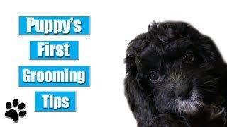 Puppys First Grooming Tips
