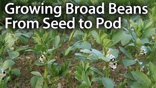 How to Grow Broad Beans for Maximum Production Fava Beans