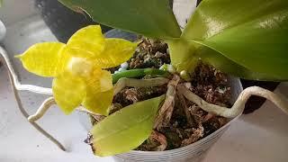 ЦВЕТЕНИЕ Phal.Yellow Bloom от Yaphon и другие орхидеи.