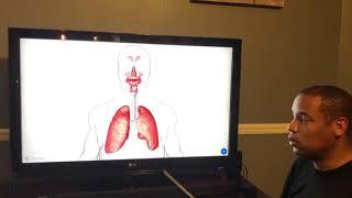Respiratory system — Dustin Simpson