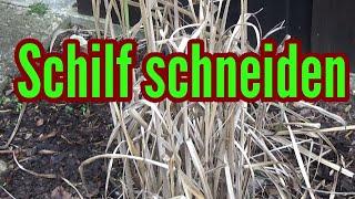 Schilf schneiden wann und wie Schilf zurückschneiden Rückschnitt Schilf