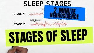 2-Minute Neuroscience Stages of Sleep