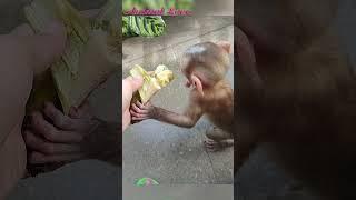 Lets eat banana baby monkey Bibi