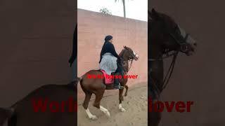Arab girl horse ride cute arab girl horse racing#horsegirl #horse #ghoda #horses #horseracing #ghodi