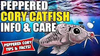 Peppered Cory Catfish  Peppered Cory Catfish Care And Info  Corydoras Catfish Care Guide