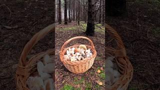 PorciniBoletus edulis30.09.2024 #grzyby #mushroom #wildmushrooms #fungi #porcini #short #boletus