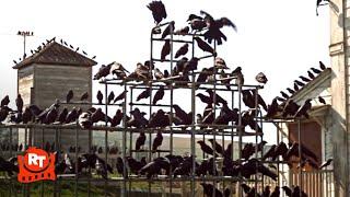 The Birds 1963 - Crows Stalk the Playground Scene  Movieclips