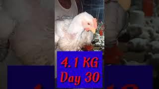 Broiler  Day 30  Weight  4.1 Kg  In India 2021  Poultry Farm