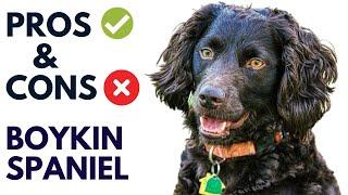 Boykin Spaniel Pros and Cons  Boykin Spaniel  Advantages and Disadvantages