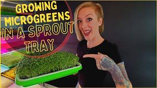 How to Grow Microgreens Using Sprouting Trays  Step-By-Step Tutorial  Soilless Growing