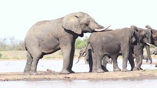 GIANT Elephant Bull  Breeding Herds  Rivalry  Trumpeting