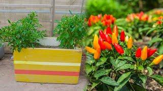 How To Grow Chillies At Home 100+ chillies per plant Beginning till harvest