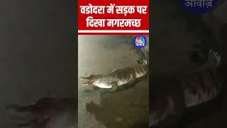 वडोदरा में सड़क पर दिखा मगरमच्छ #Vadodara #Gujarat #Floods #Rain #Viral #ViralVideo