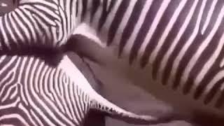 Zebra Kawin