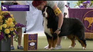 Bernese Mountain Dogs  Breed Judging 2023