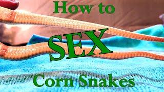 How to Sex Corn Snakes - Answering your Corn Snake Questions Breeder Edition #3