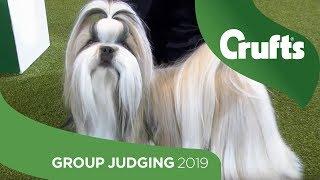 Utility Group Judging and Presentation  Crufts 2019