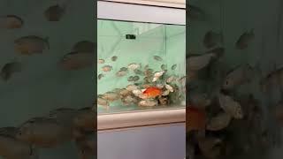 Piranha swarming their prey