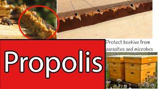 Propolis Bee glue.  Health Benefits of Supplemental Propolis