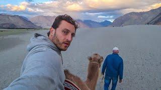 $5 Camel Ride in Indias Nubra Valley 