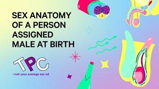 Sex Anatomy of a Person Assigned Male at Birth  TPC Series