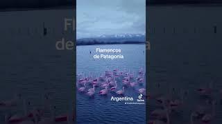 Фламинго в высокогорных лагунах Патагонии. #аргентина #patagonia #travel #mountains #гидваргентине