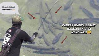 Mengerikan.. Saat mancing nemu sarang ikan gabus monster berkumpul