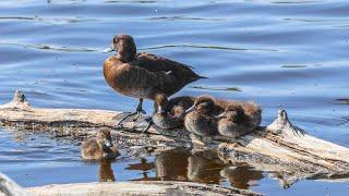 Ein Nickerchen und weiter gehts - Reiherenten-Küken  Exploring ducklings need a nap and move on