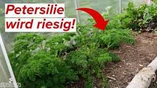 So wird deine Petersilie riesig deutlich mehr ernten mit diesen Tricks