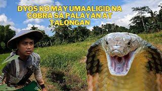 PAGPAPASPRAY NG PALAYAN AT MAY NAGPAPAKITA NANAMAN NA COBRA SA PALAYAN AT TALUNGAN