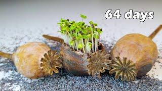 64 days of Poppy Growing Time-lapse #greentimelapse #gtl #timelapse