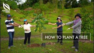 How To Plant A Tree  OneMillionTrees Movement